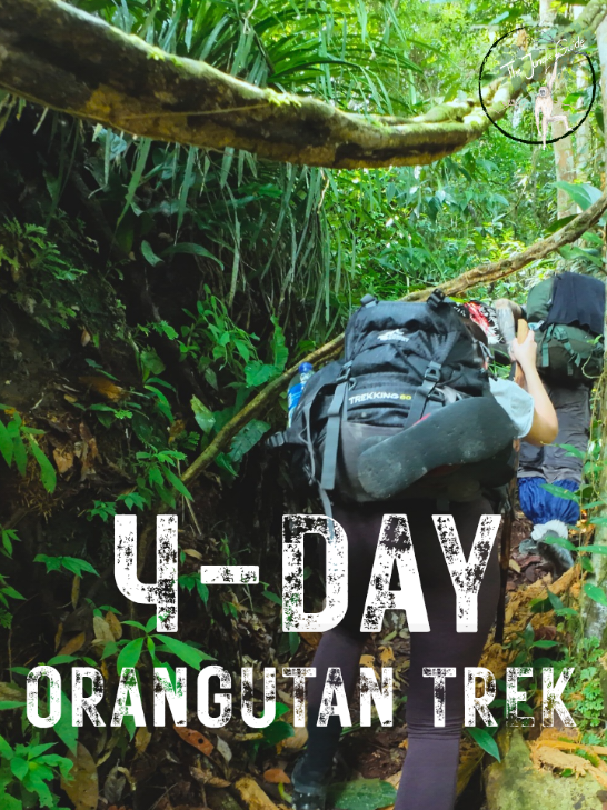 @The Jungle Guide