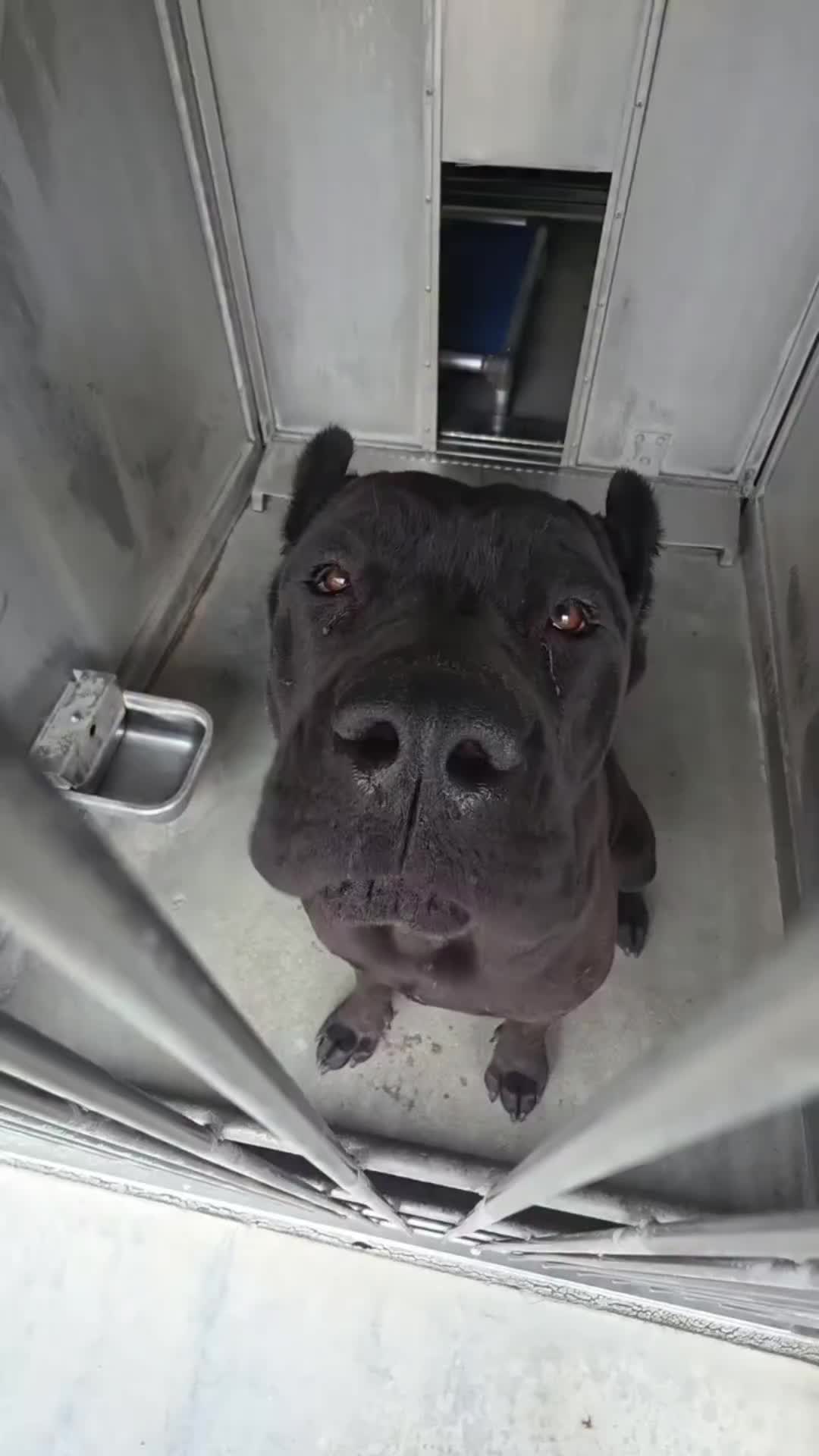 @Saving Mastiffs