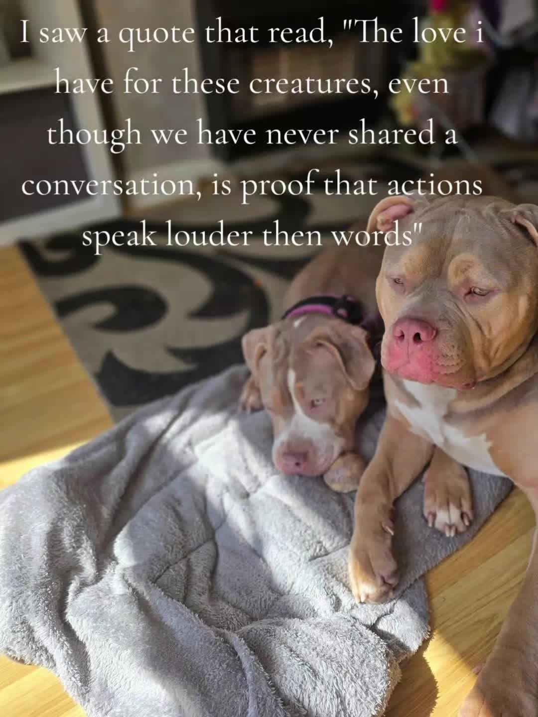 @Kyza And Ellie Bully Dogs 🐾🐾