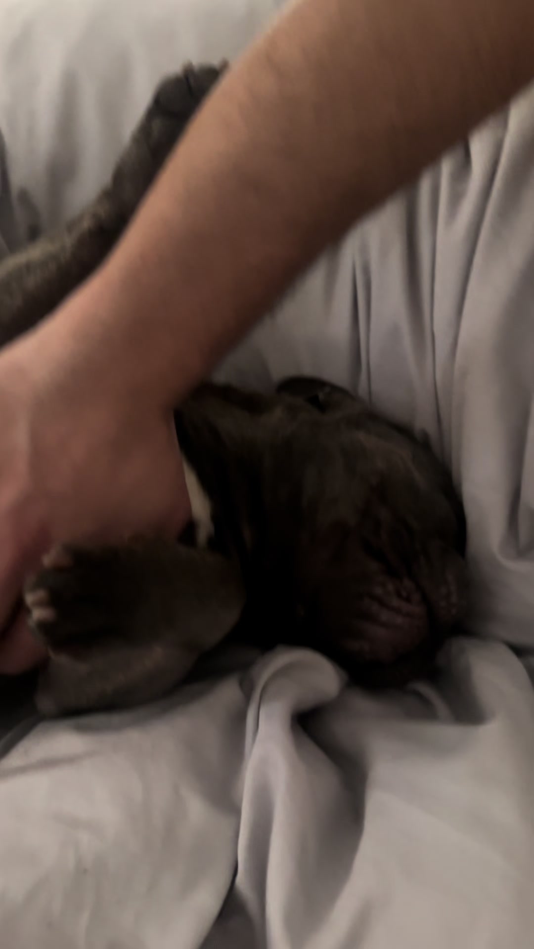 @Bose the frenchie