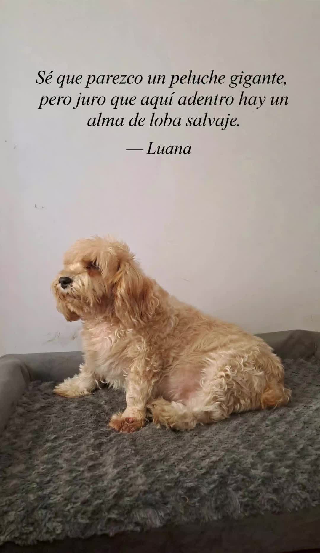 @luabro