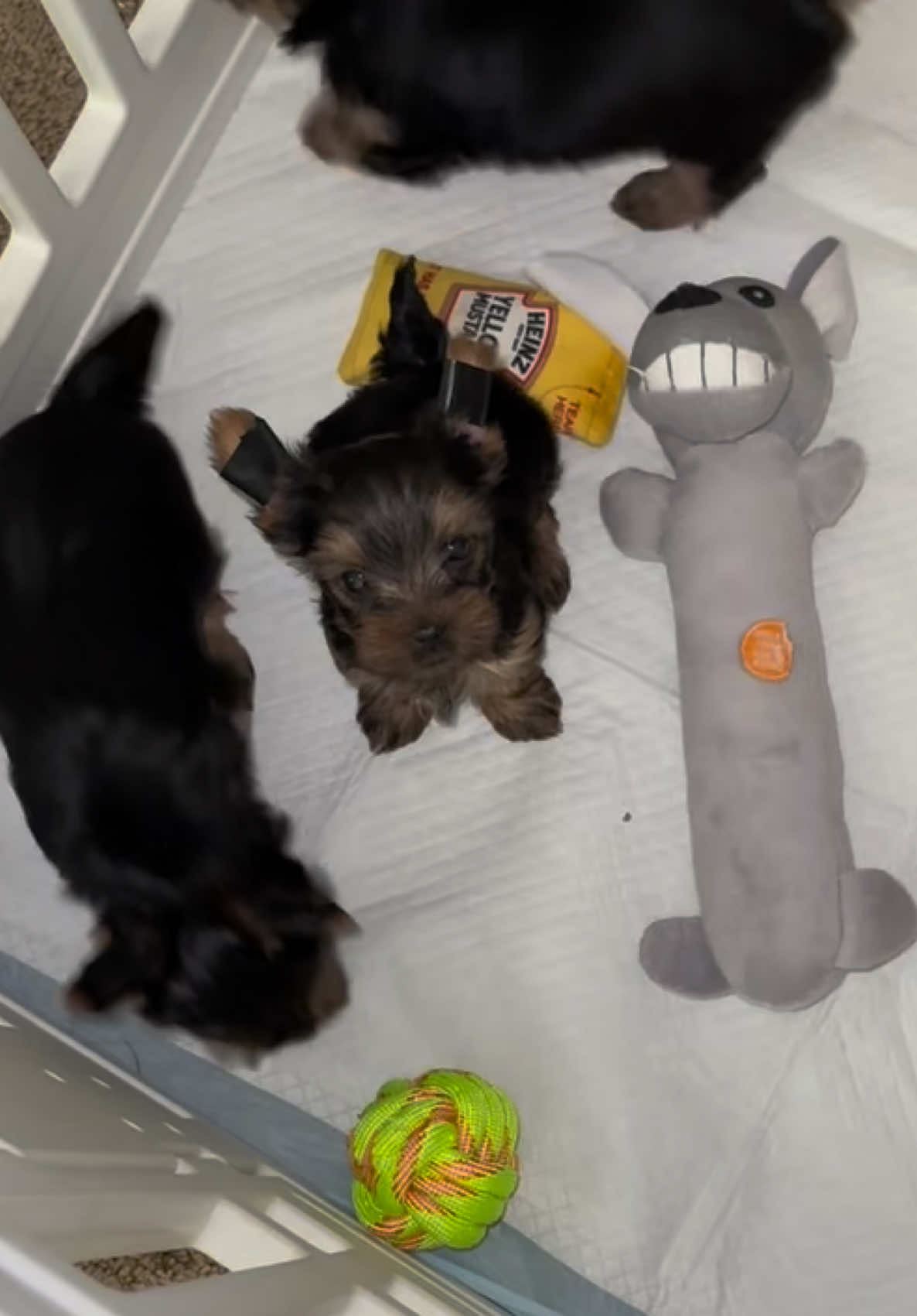 @RedBeautyYorkies🐾