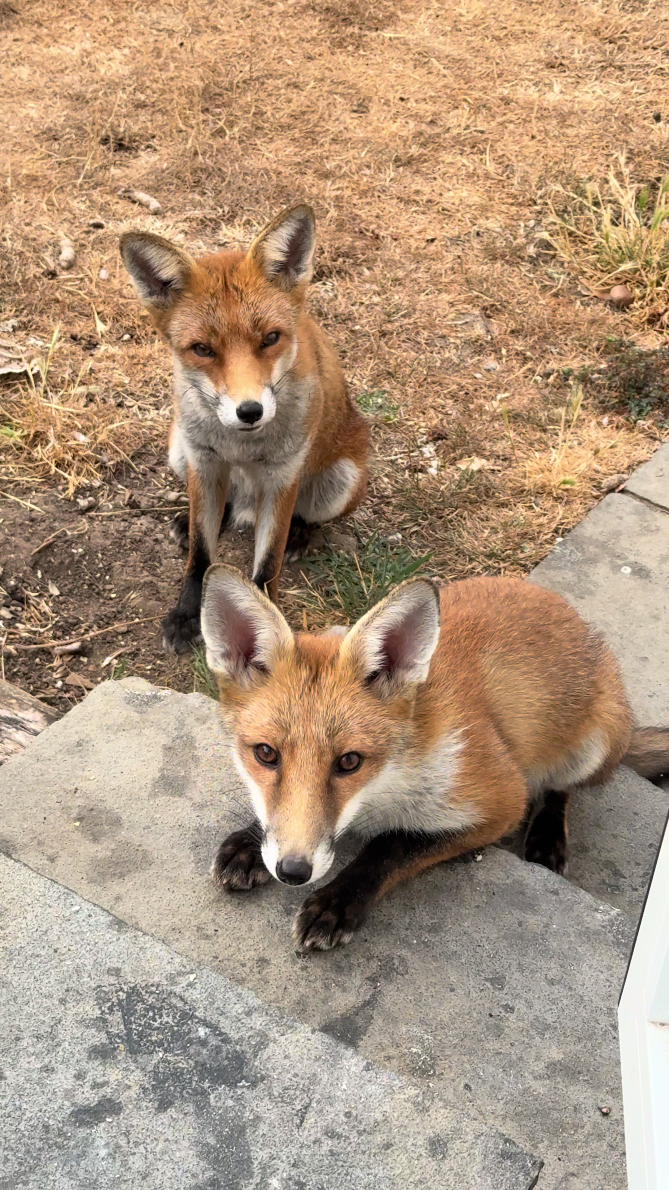 @gp_wildlife
