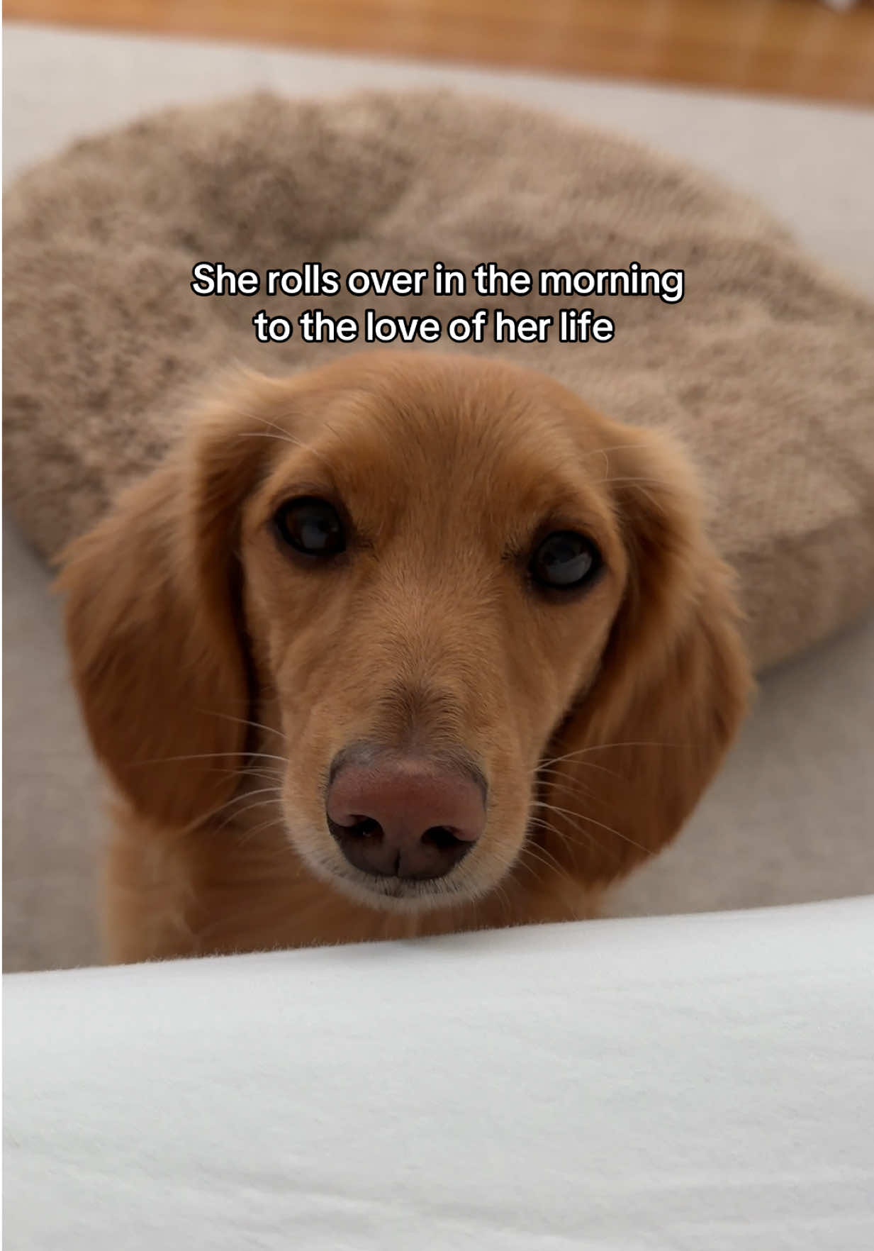 @cashewdachshund