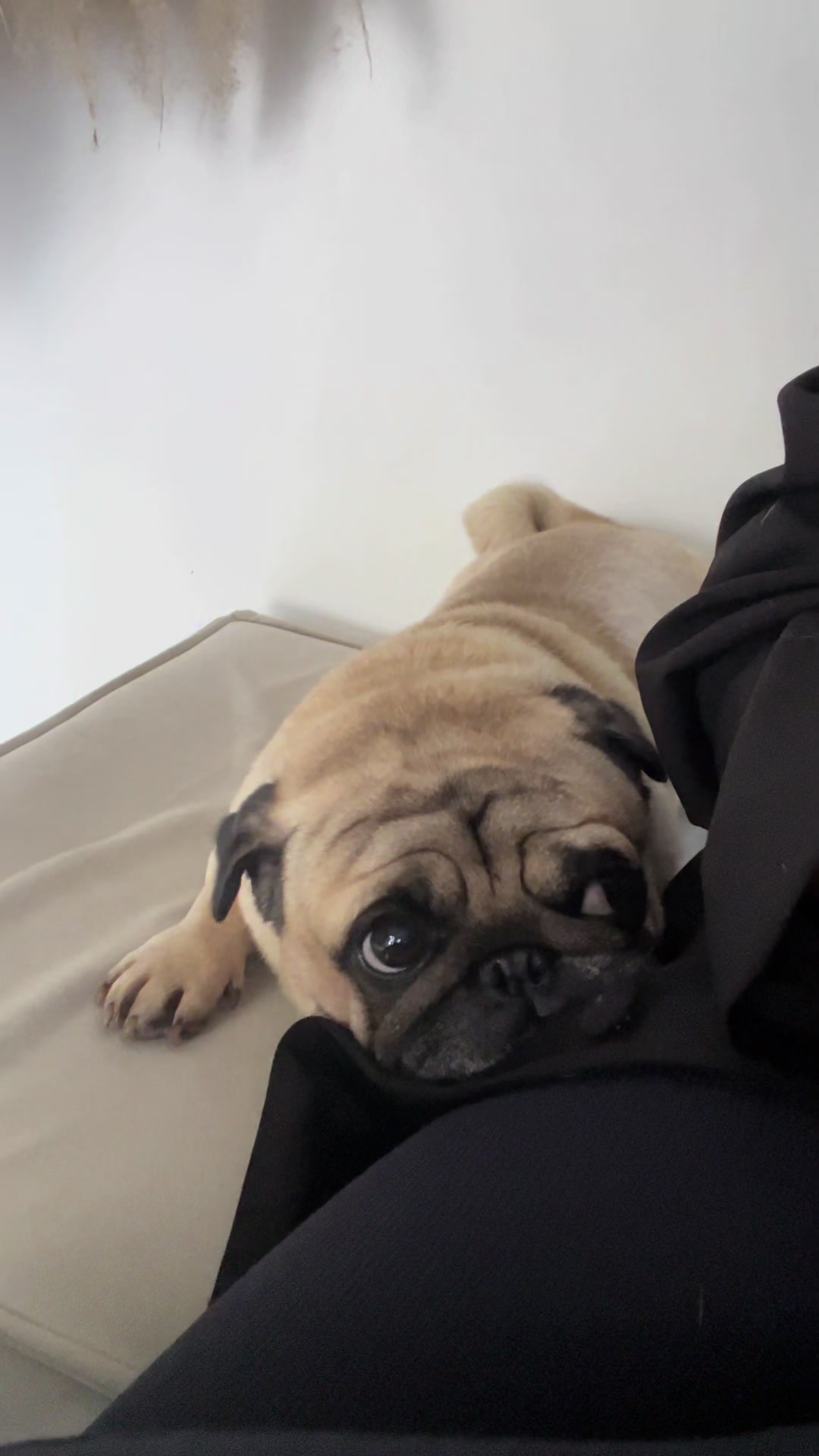 @pugSofyHarry