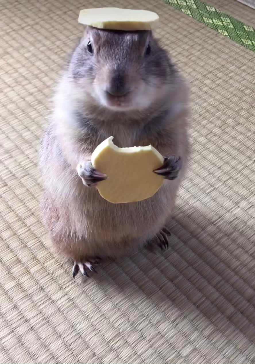 @Hairyballs445