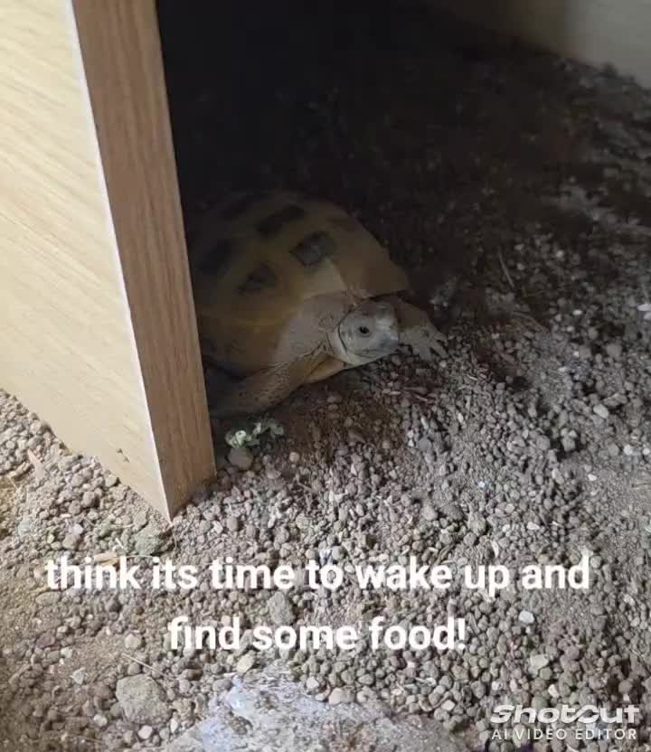 @speedy_the_tortoise