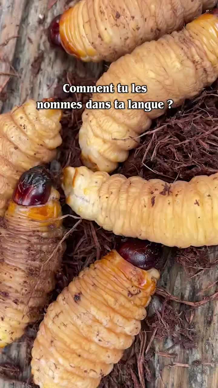 @Gabon, mon h&eacute;ritage
