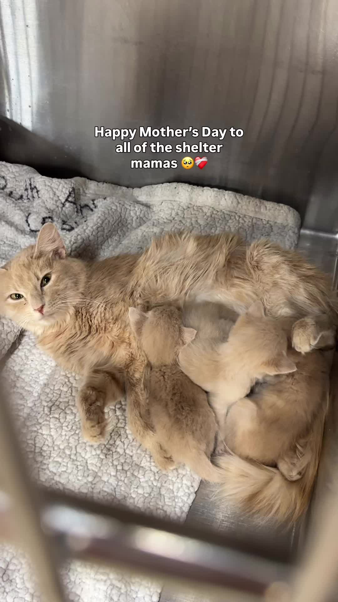 @Paws and Prayers