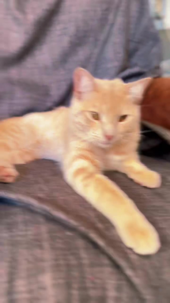 @pantherthecat_28