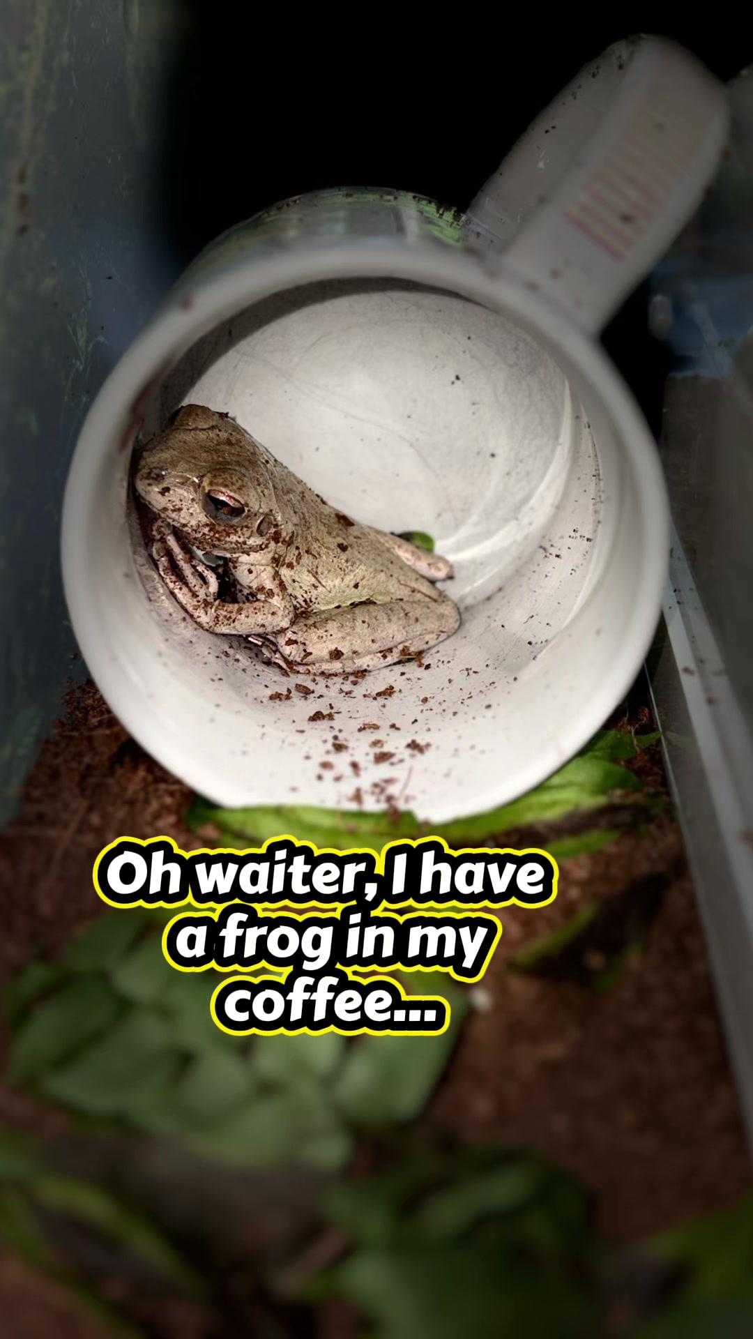 @originalSinkfrog