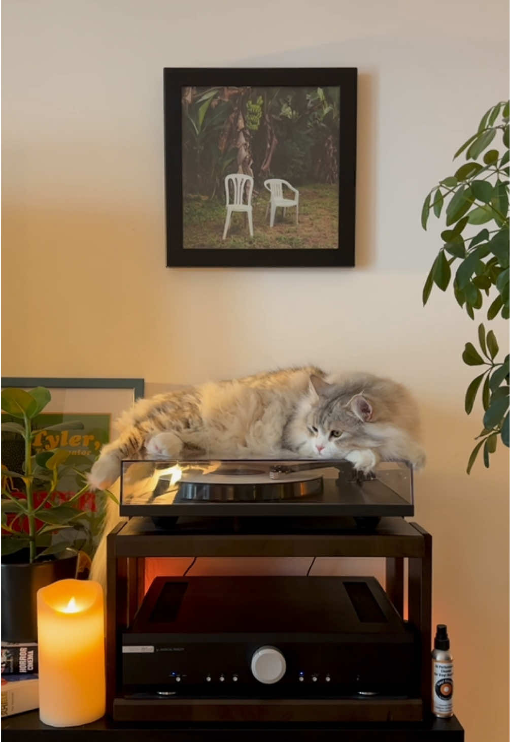 @Leon The Vinyl Cat