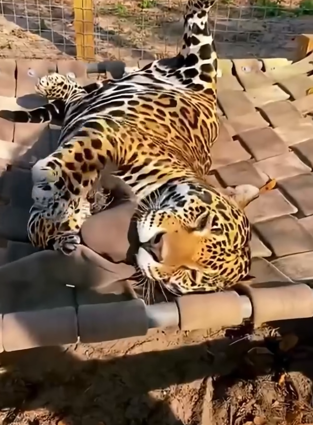 @animalsquad