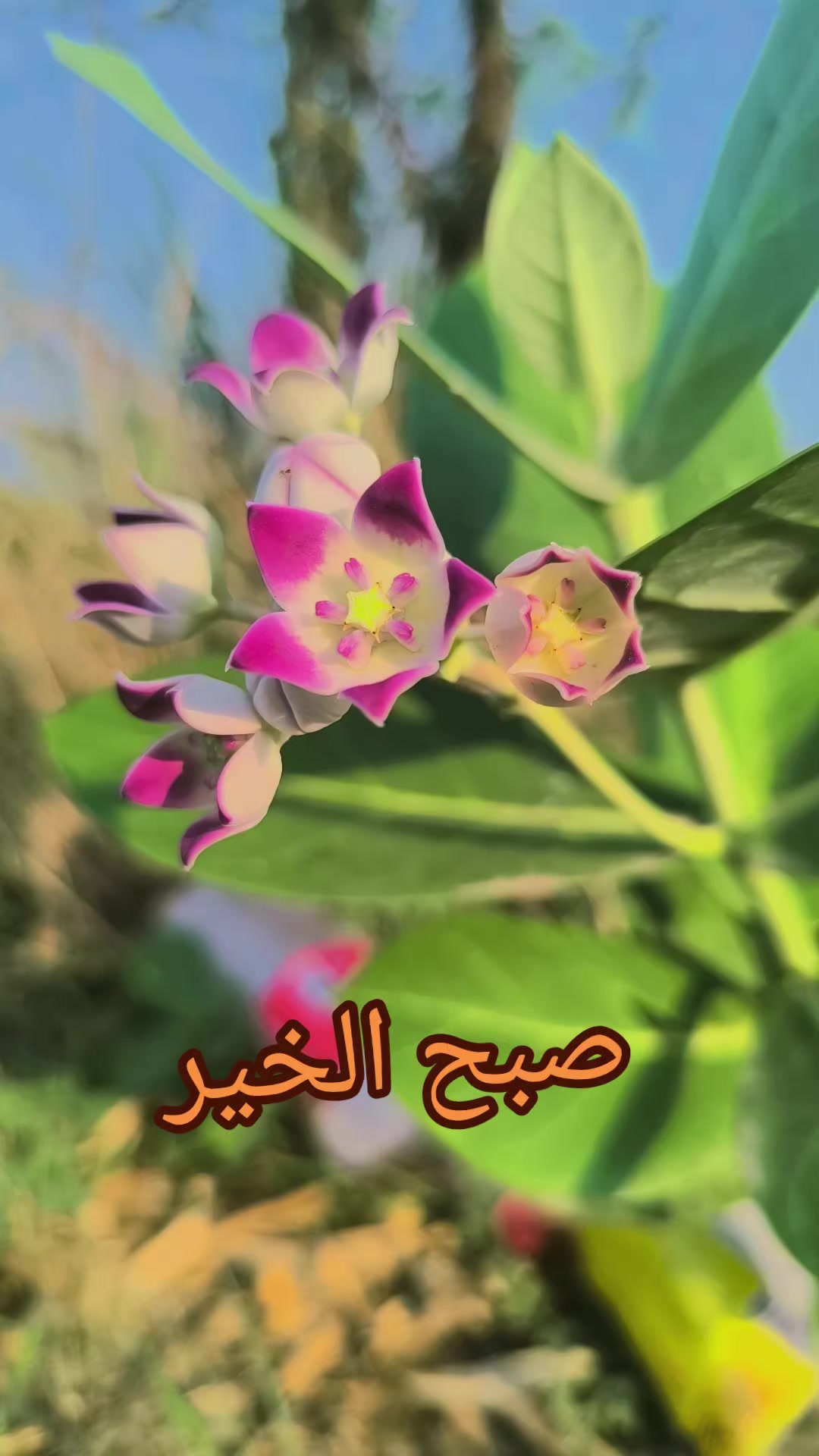 @چکوال کے نظارے