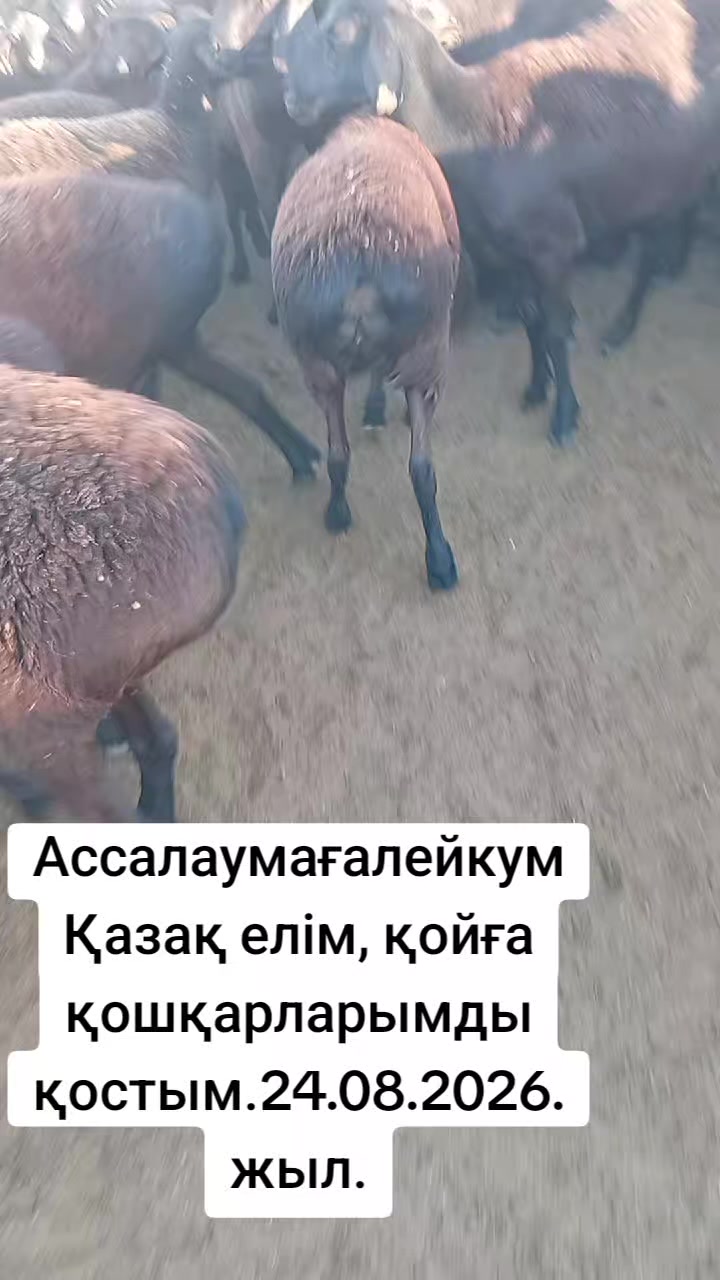 @Тау баласы Талгат