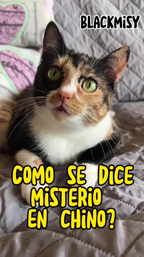 @BlackMisy