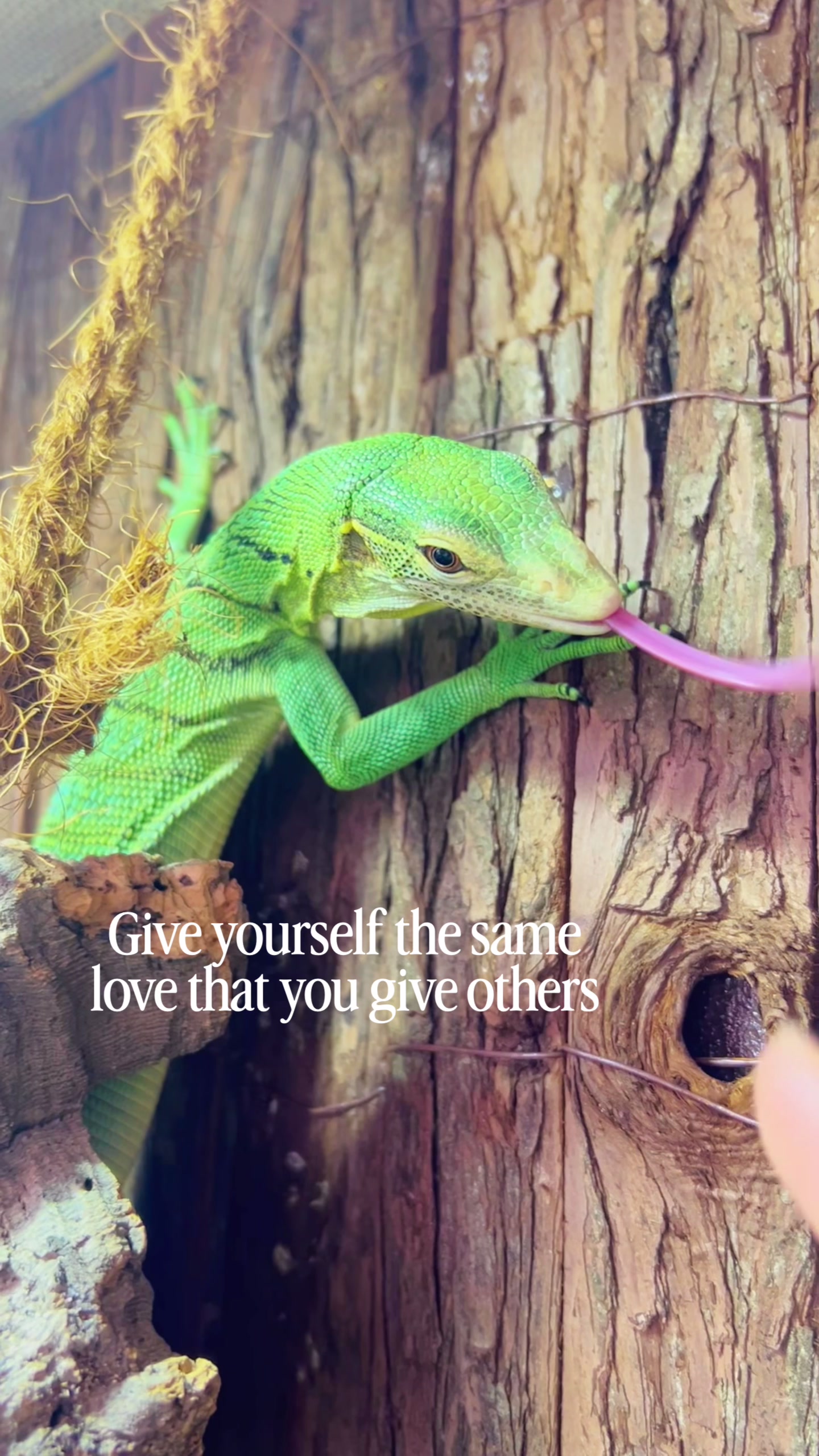 @reptilbewusst