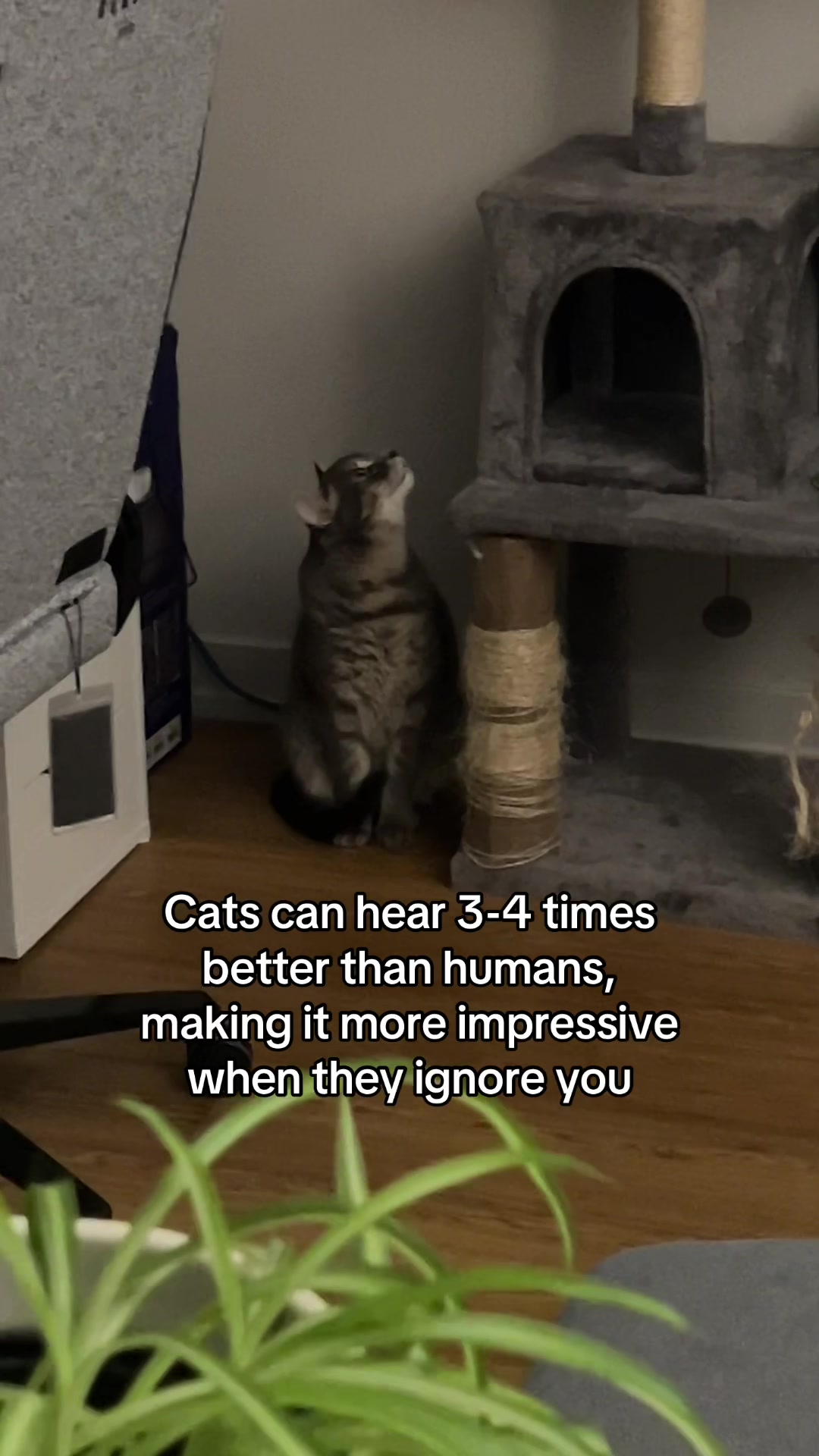 @Ollie 🐱