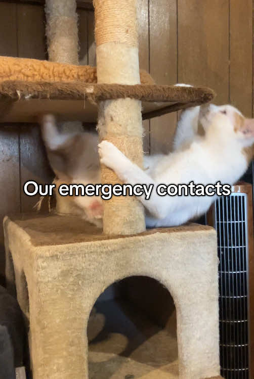@Adoptacatinc