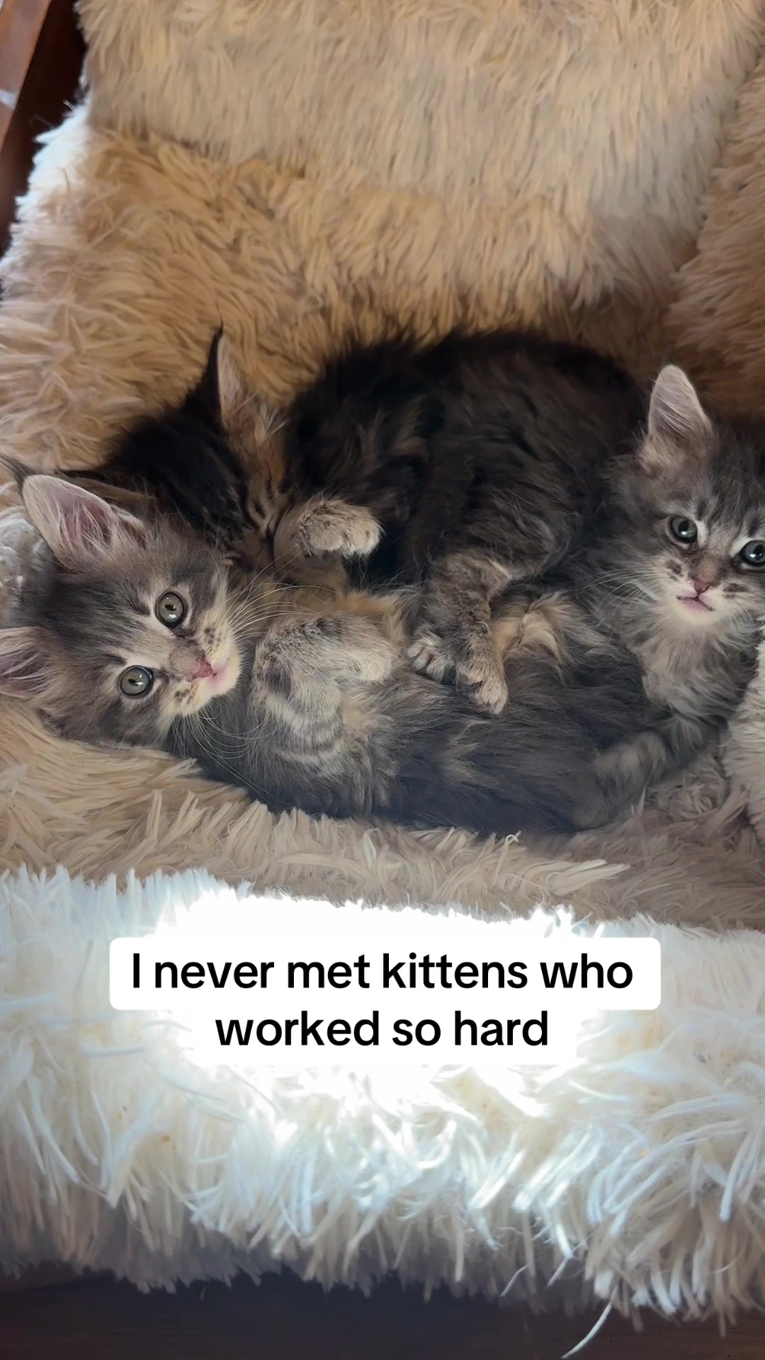 @Tycoon_Mainecoons