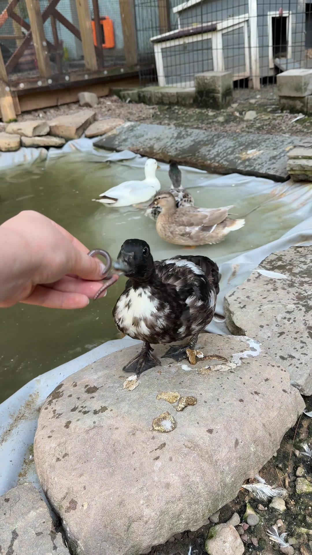 @The Quack House