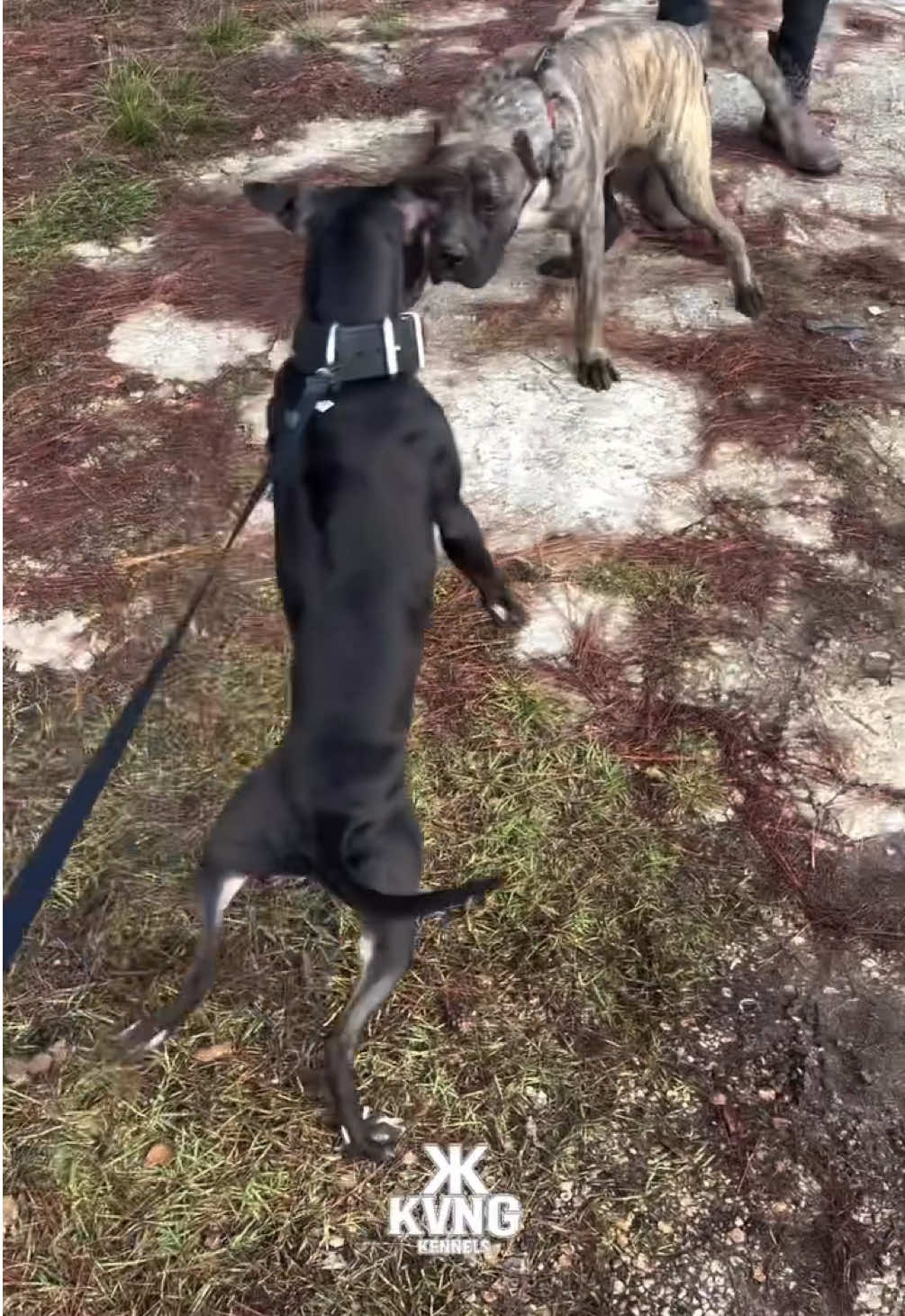 @KVNG KENNELS