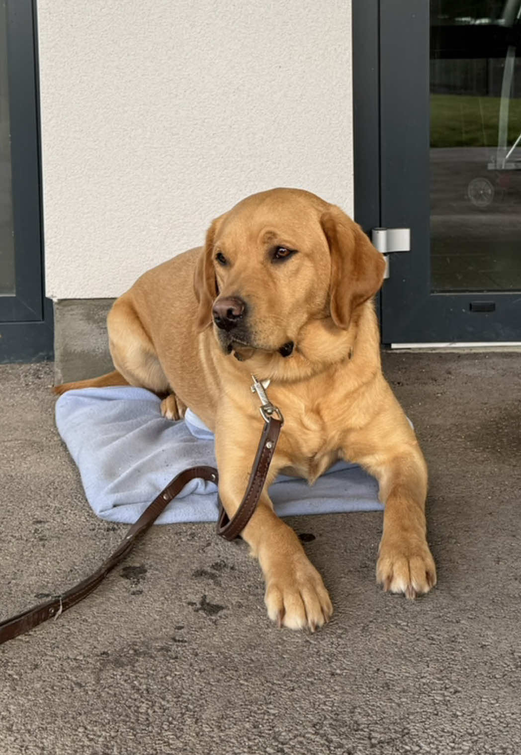 @Chiens Guides de l’Est