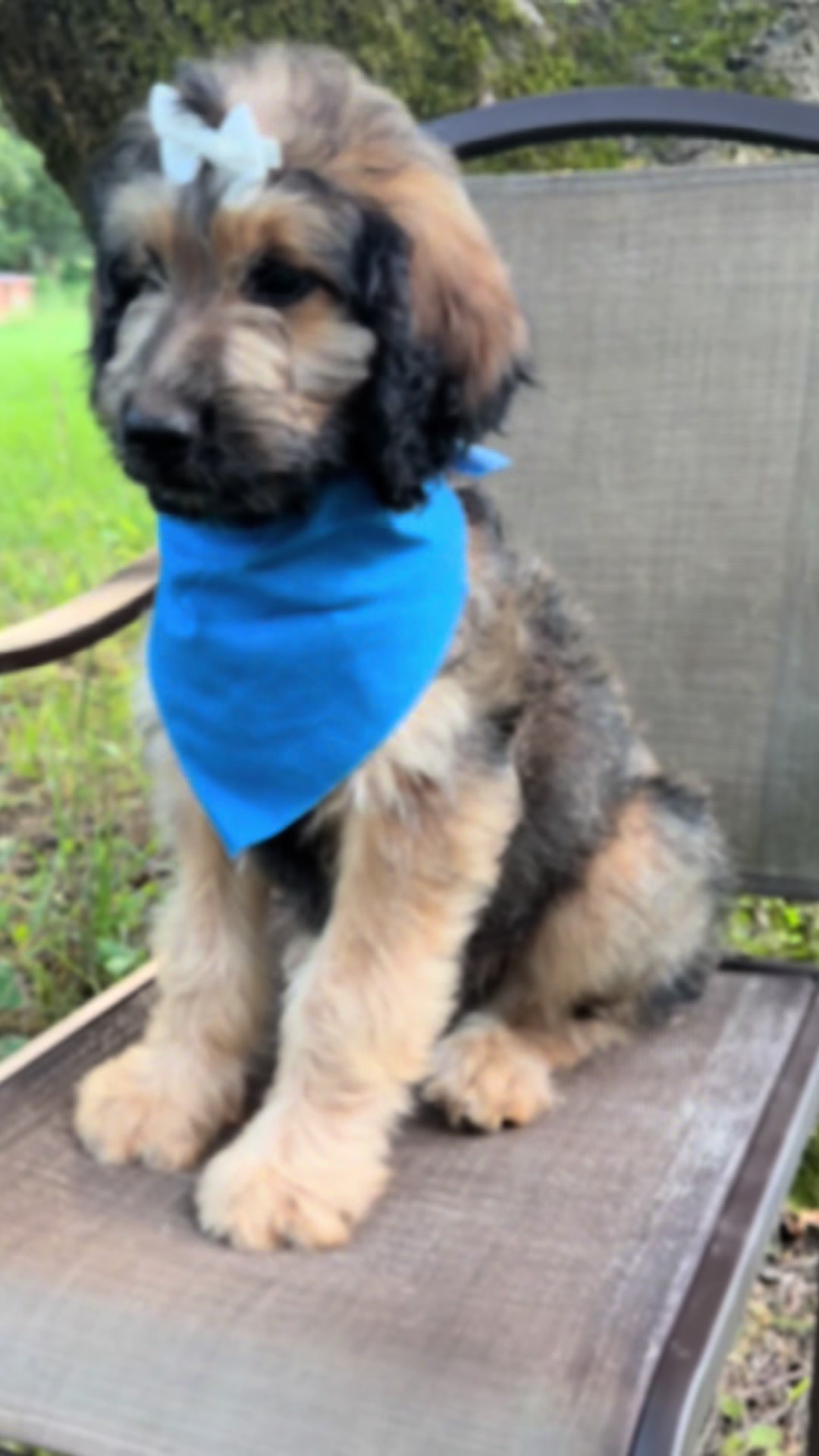 @atlantadoodlesandpoodles