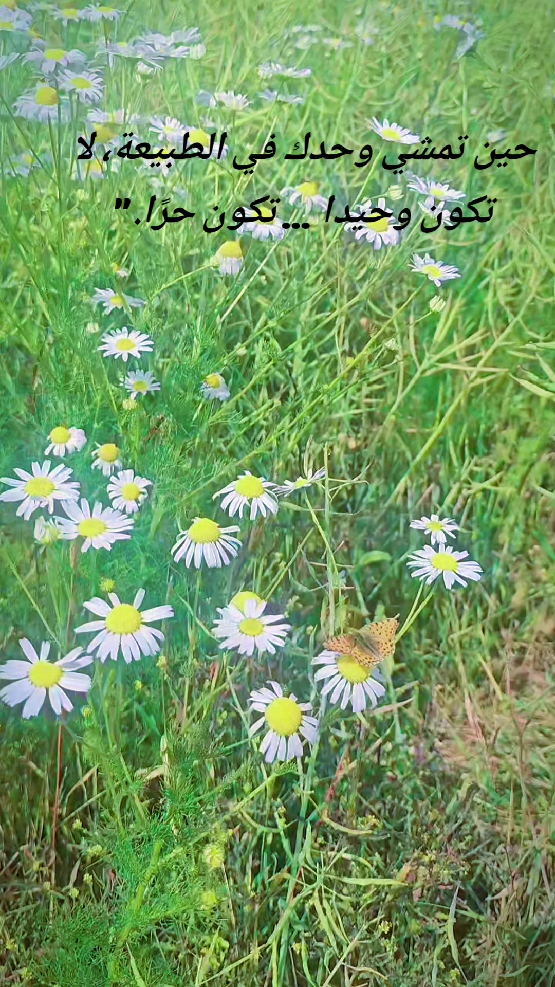 @๐โจ ๊ง ููุจูุดูุฉ ๊ง โจ๐