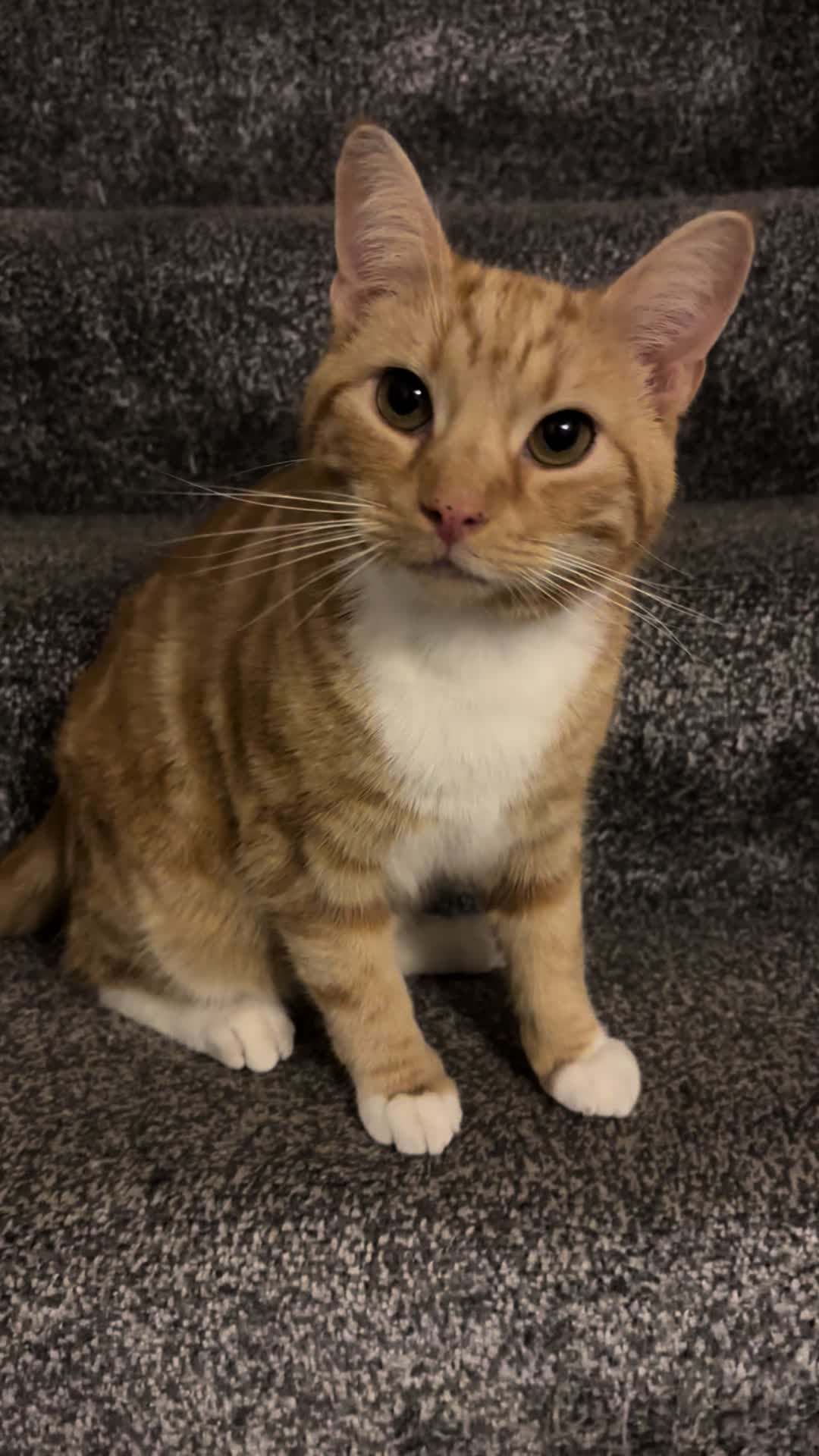 @Freddie the orange cat