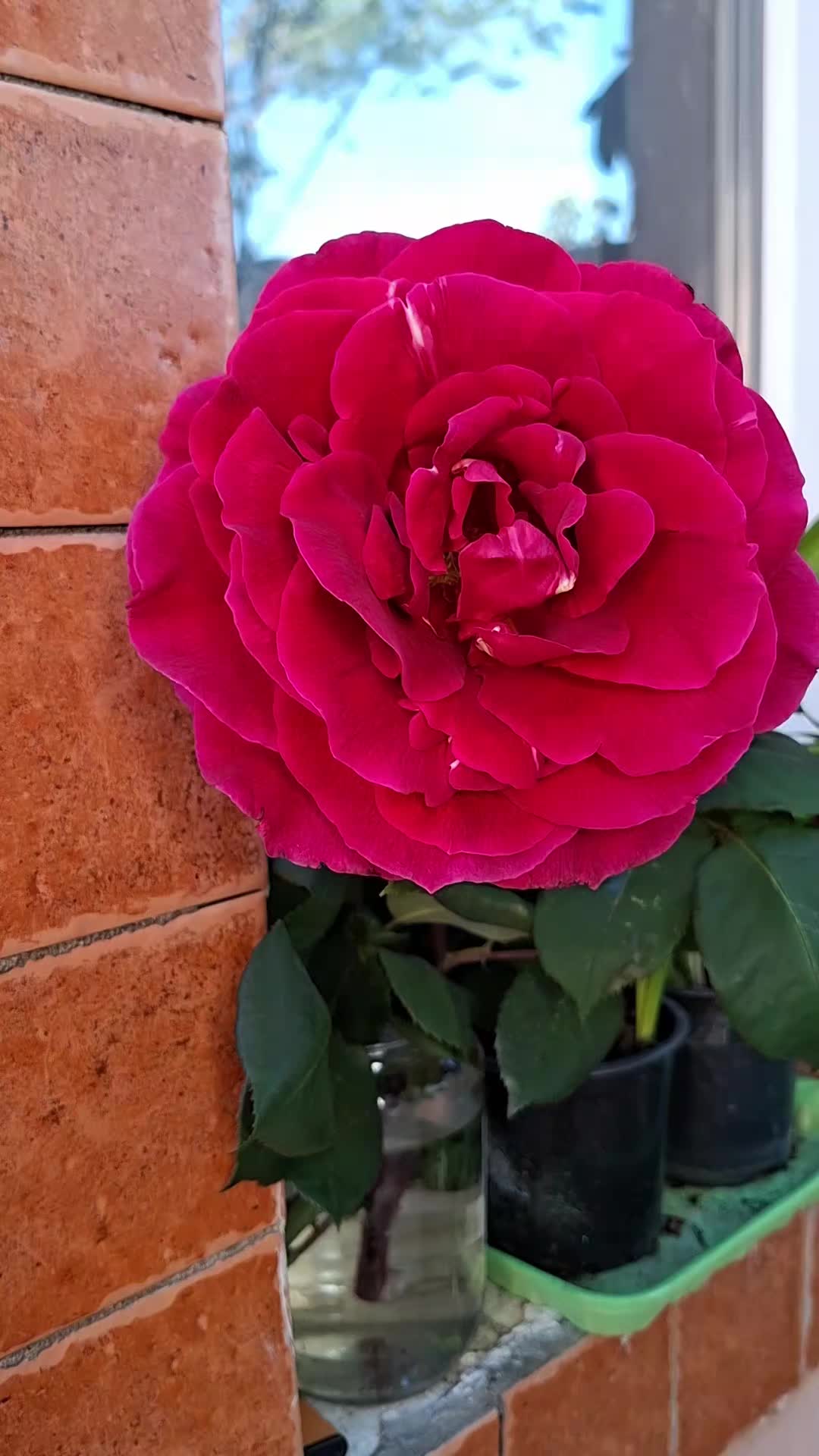 @mirela 96