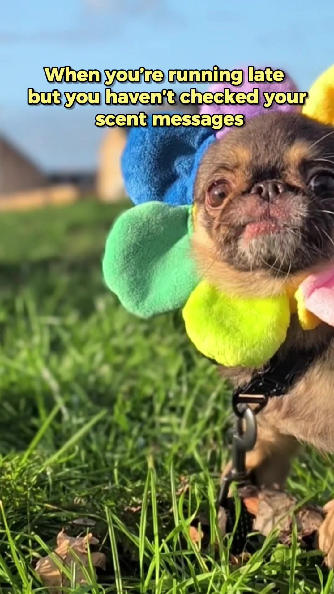 @ChilliThePug