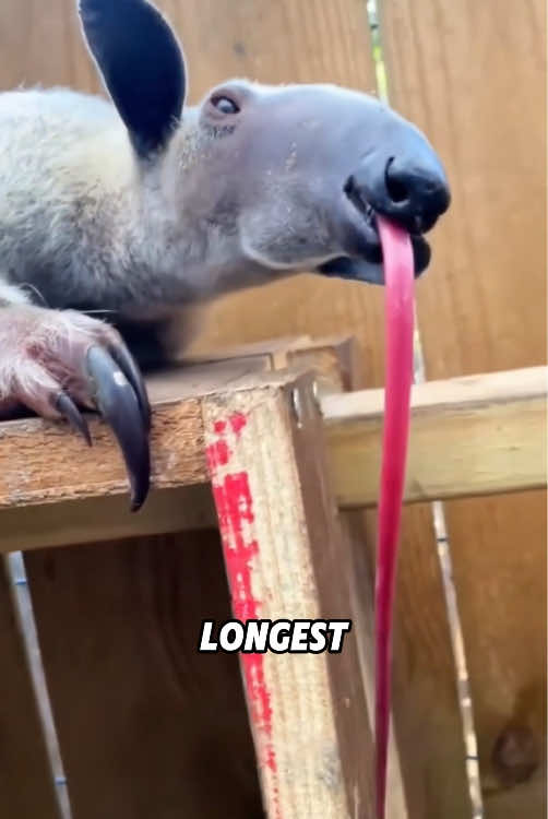 @ZoomieZoo