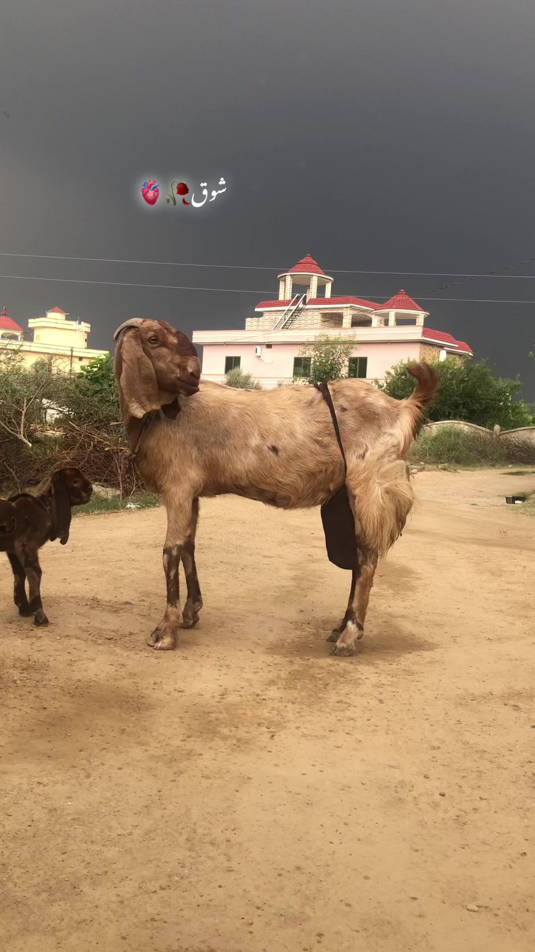 @ZAlN Gota Farm