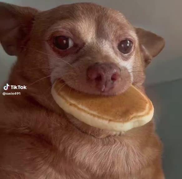 @a handsome chihuahua lover
