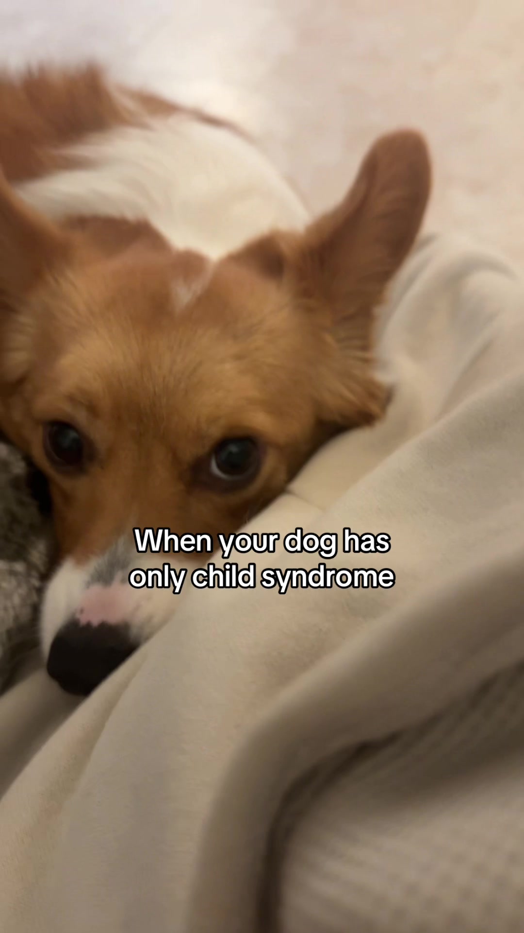 @Hope the Corgi