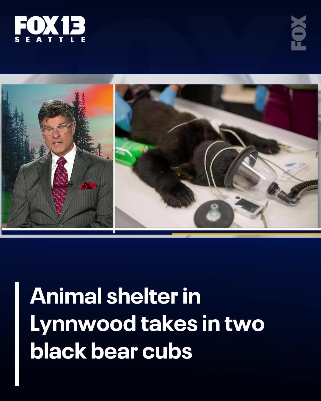 @FOX 13 Seattle