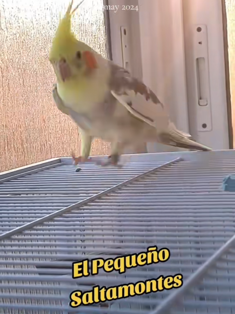 @Katy,Kyra,Jhonny,Lima,Chiqui