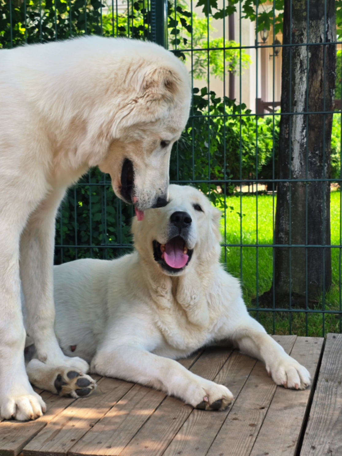 @ABELHAYATKENNEL