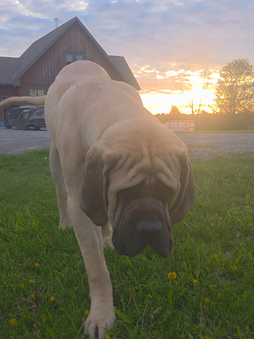 @Maple Mastiffs