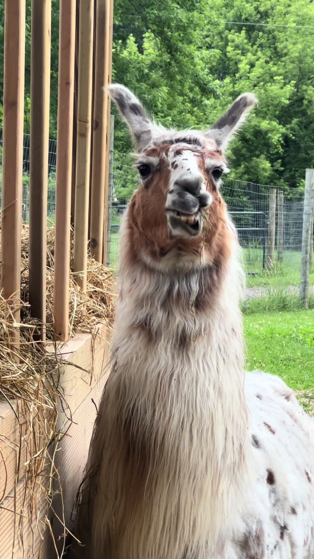 @The Packing Llamas