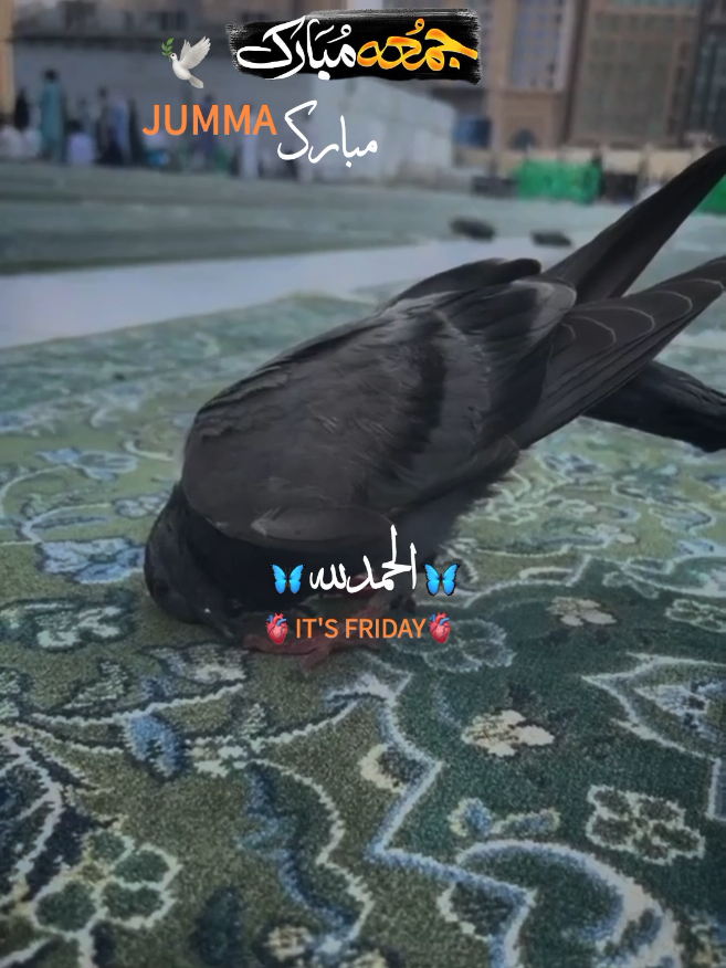 @𓆩PeaceWithin islam𓆪