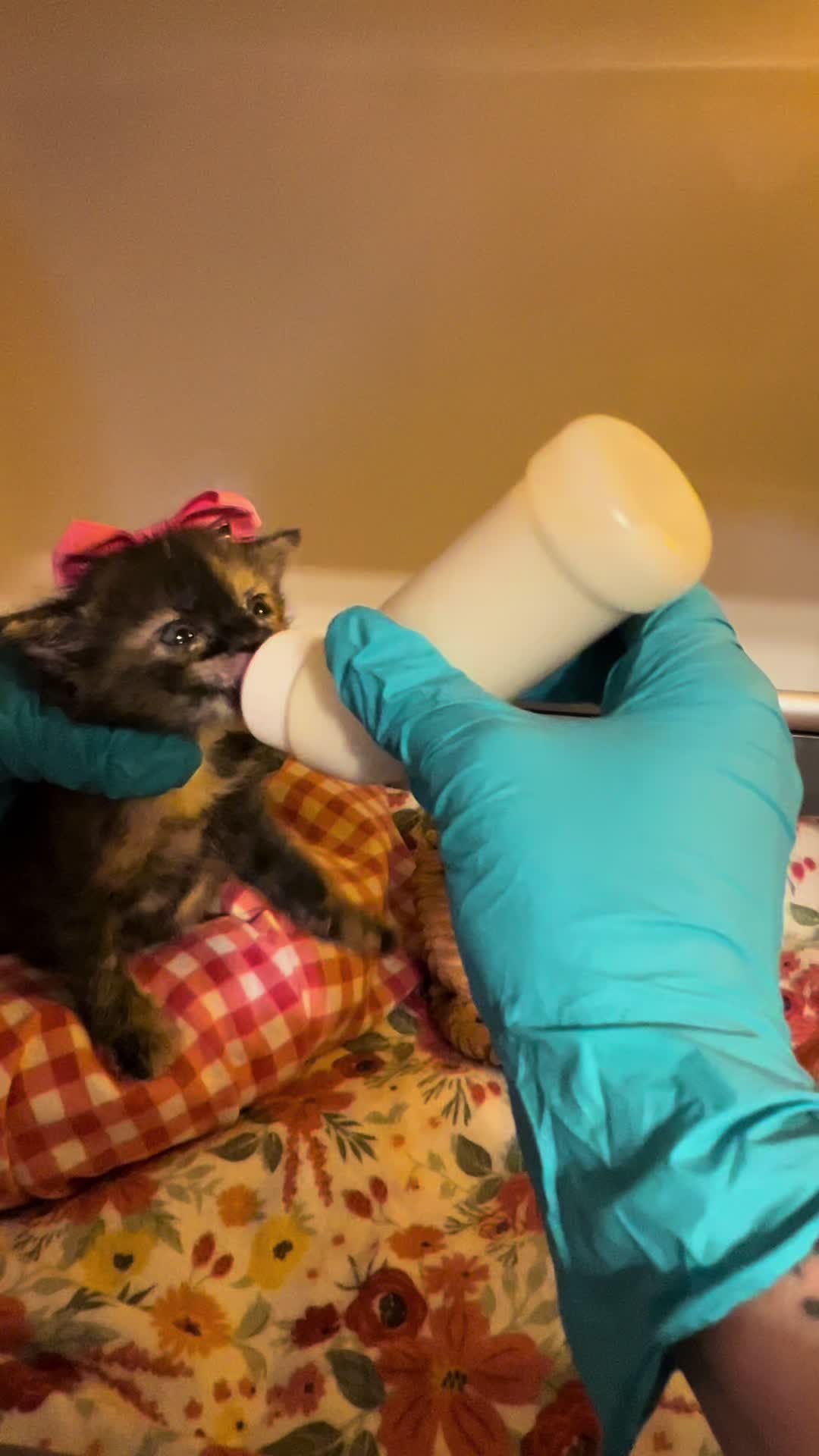 @Kitten.mama
