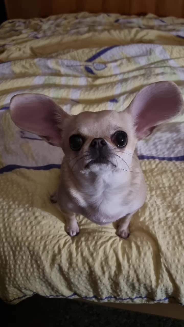 @Camila, a Chihuahua