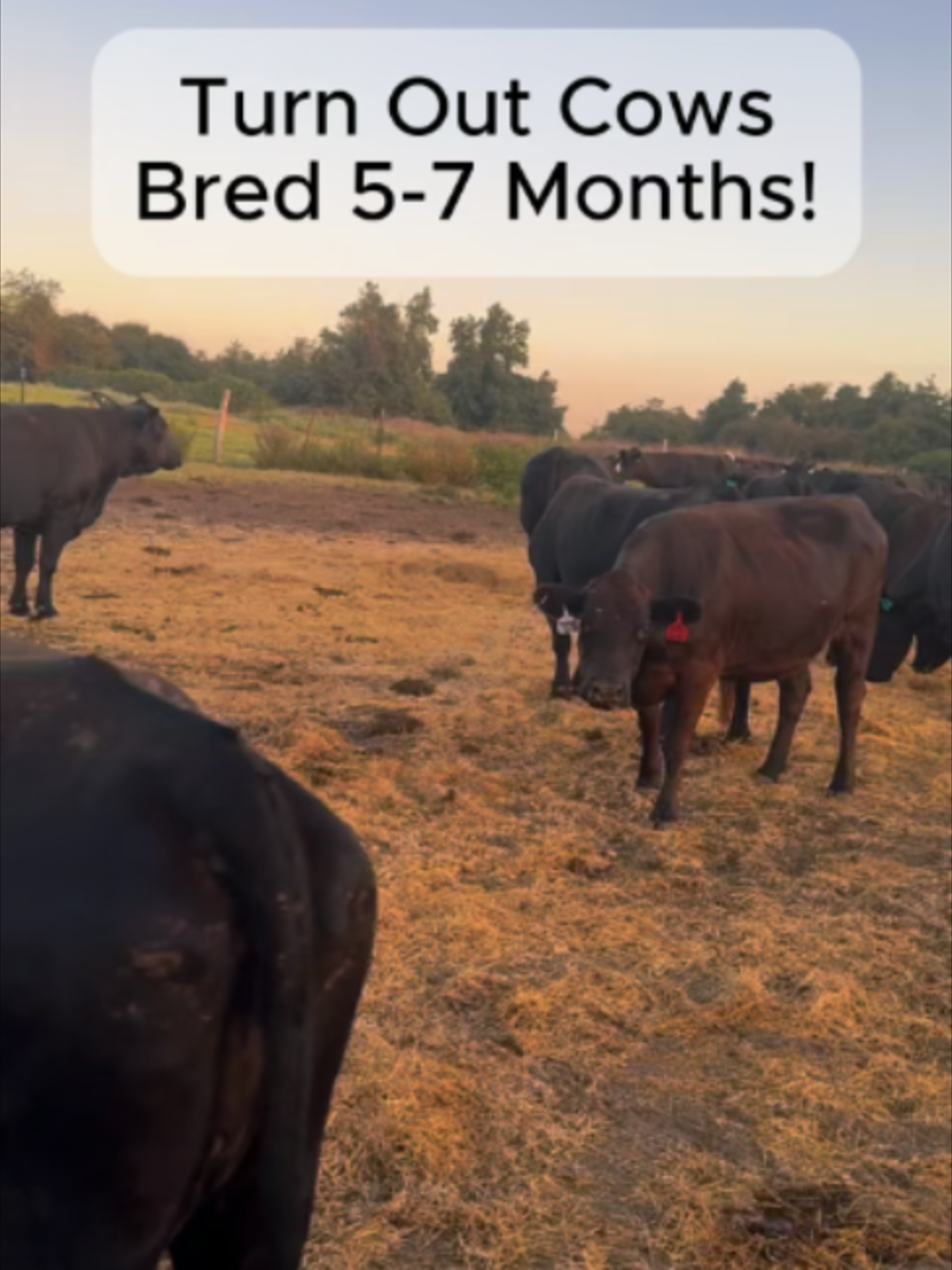 @Rutherford Land and Cattle