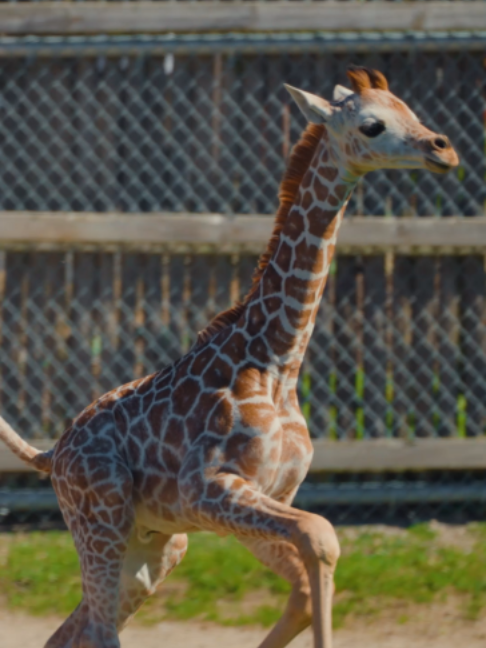 @The Toledo Zoo
