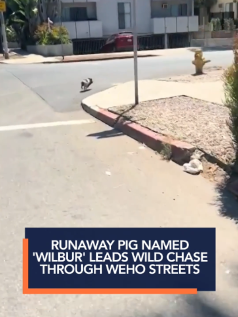 @KTLA 5 News