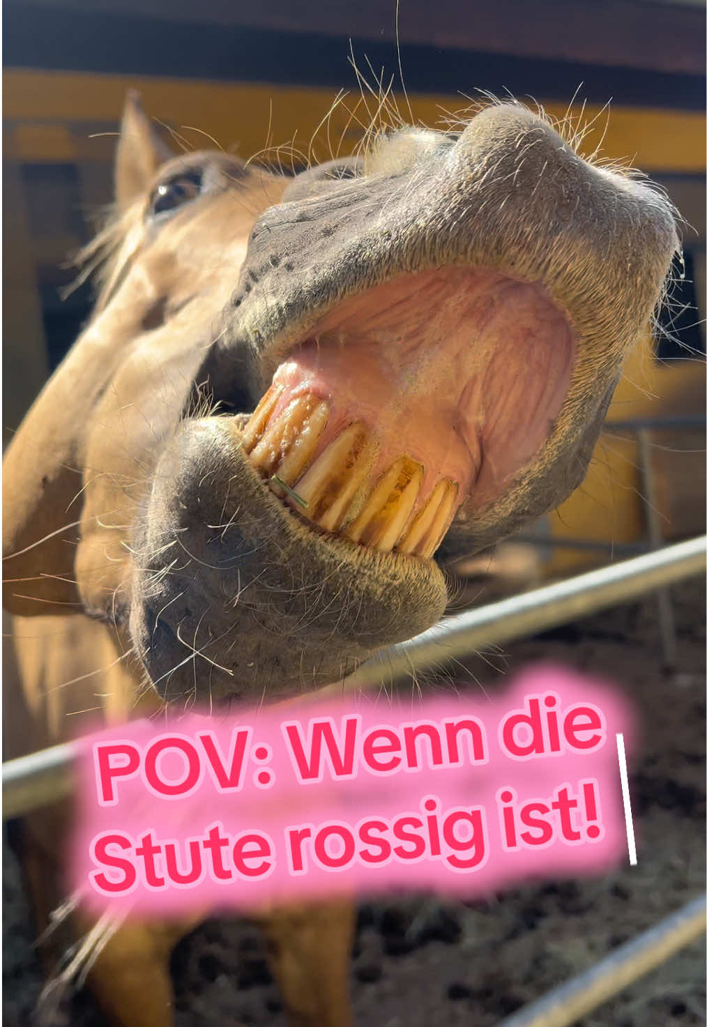 @Sissy und der wilde Pinsel