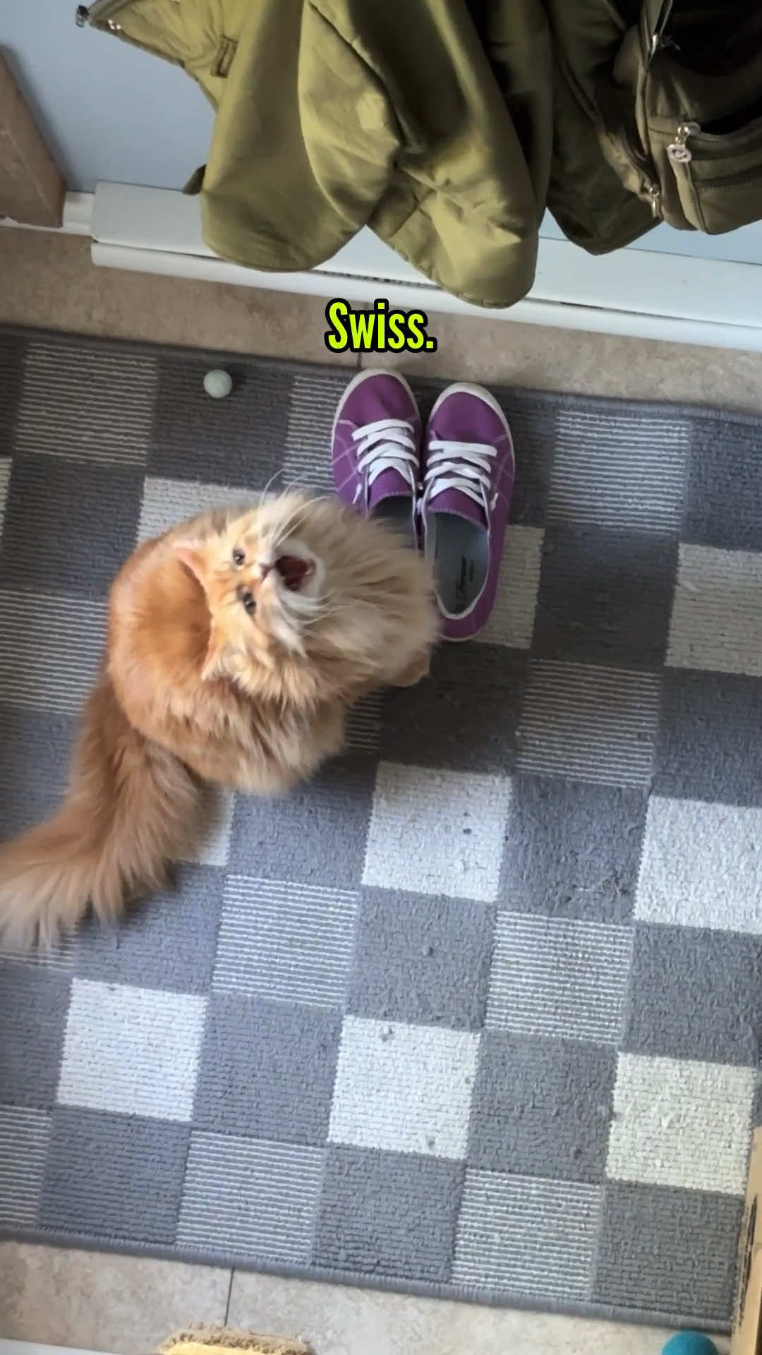 @The Oreo Cat