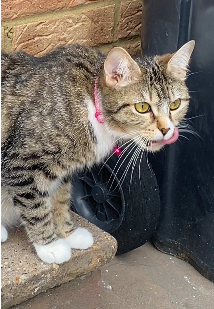 @Chloe Cat